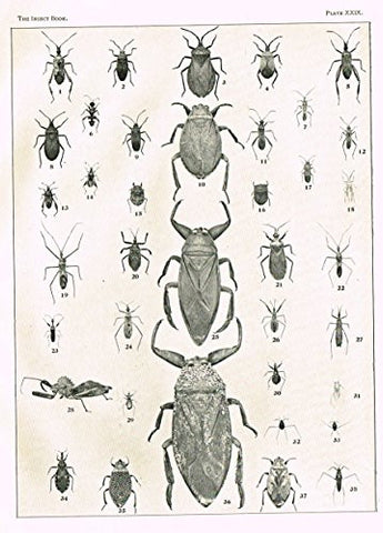 Howard's The Insect Book - TRUE BUGS - PLATE XXIX - Lithograph - 1902