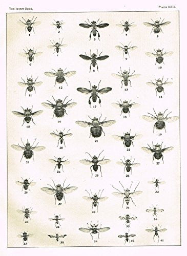 Howard's The Insect Book - TRUE FLIES - PLATE XXII - Lithograph - 1902