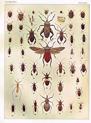 Howard's The Insect Book - TRUE BUGS - Lithograph - 1902