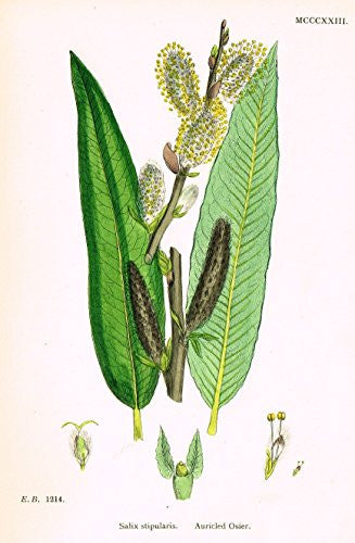 Sowerby's English Botany - "AURICLED OSIER" - Hand-Colored Litho - 1873