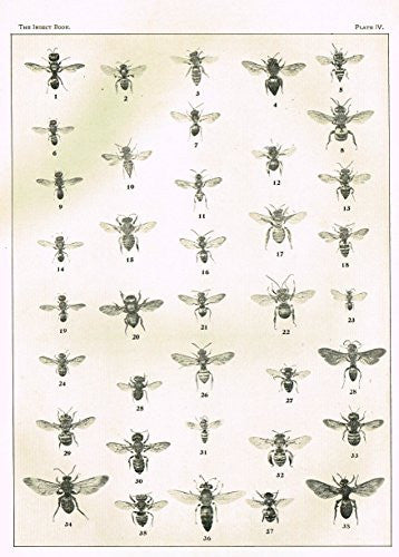 Howard's The Insect Book - WASPS & BEES - PLATE IV - Lithograph - 1902