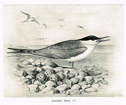 Frowhawk's British Birds - "COMMON TERN" - Lithograph - 1896