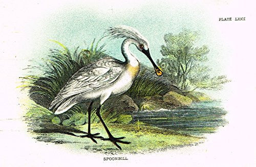 Lloyd's Natural History - "SPOONBILL" - Pl. LXXII - Chromolithograph - 1896