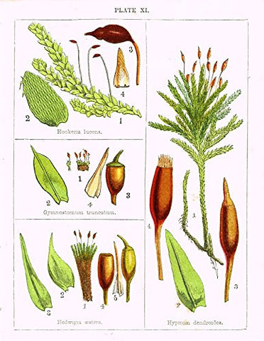 Stark's British Mosses - HEDWIGIA AESTIVA - Chromolithograph - 1860