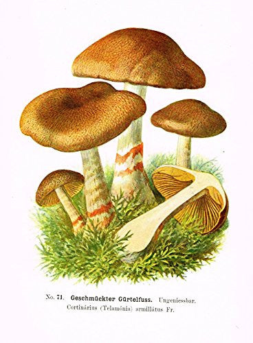 Schmalfub's Mushrooms - GESCHMUCKTER GURTELFUSS - Coloured Lithograph - 1897