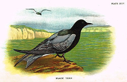Lloyd's Natural History - "BLACK TERN" - Pl. XCIV - Chromolithograph - 1896