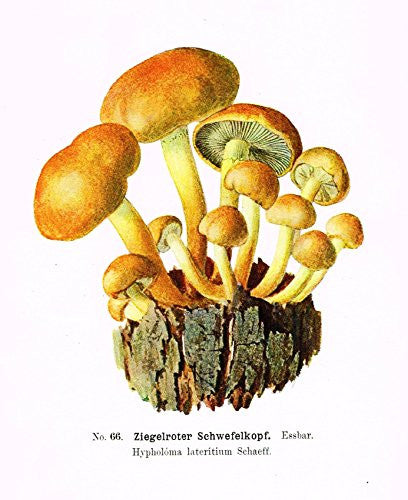 Schmalfub's Mushrooms - ZIEGELROTER SCHWEFELKOPF - Coloured Lithograph - 1897