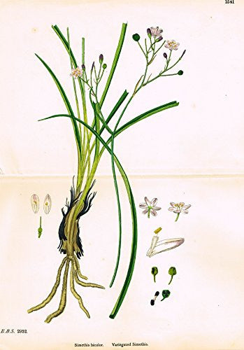 Sowerby's English Botany - "VARIEGATED SIMETHIS" - Hand-Colored Litho - 1873