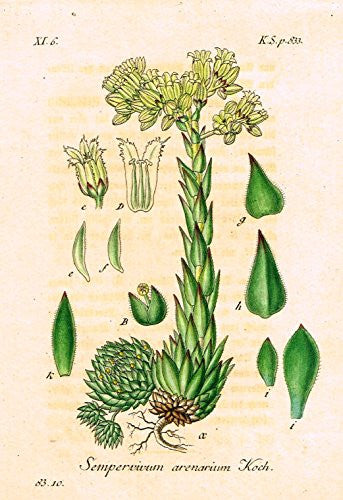 Strum's Flowers - "SEMPERVIVUM ARENARIUM" - Miniature Hand-Colored Engraving - 1841