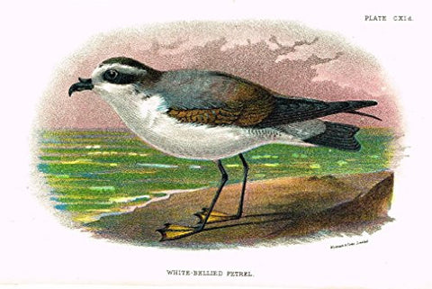 Lloyd's Natural History - "WHITE-BELLIED PETRAL" - Pl. CXId - Chromolithograph - 1896