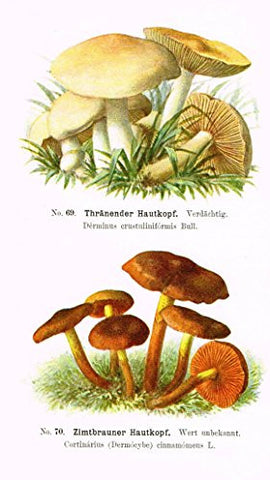 Schmalfub's Mushrooms - THRANENDER HAUTKOPF - Coloured Lithograph - 1897