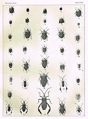 Howard's The Insect Book - TRUE BUGS - PLATE XXX - Lithograph - 1902