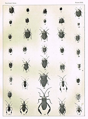 Howard's The Insect Book - TRUE BUGS - PLATE XXX - Lithograph - 1902