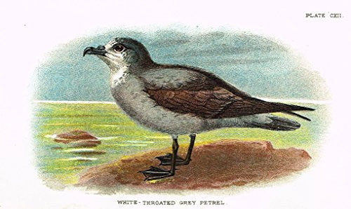 Lloyd's Natural History - "WHITE-THROATED GREY PETREL" - Pl. CXII - Chromolithograph - 1896