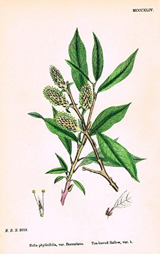 Sowerby's English Botany - "TEA LEAVED A" - Hand-Colored Litho - 1873