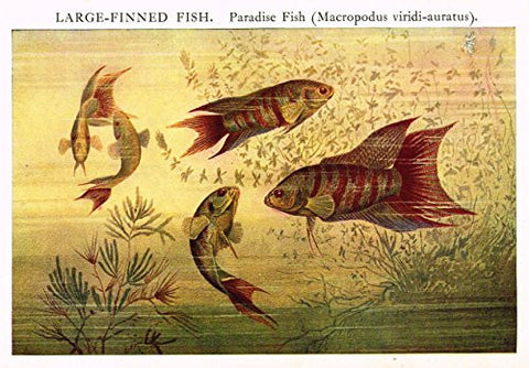 MacCracken's University Encyclopedia - "LARGE FINNED FISH' - Lithograph - 1902