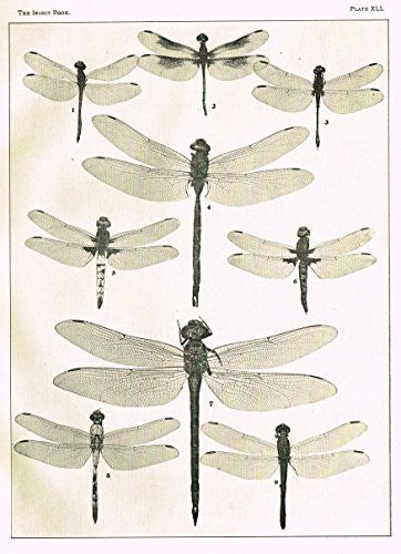 Howard's The Insect Book - DRAGON FLIES- PLATE XLI - Lithograph - 1902