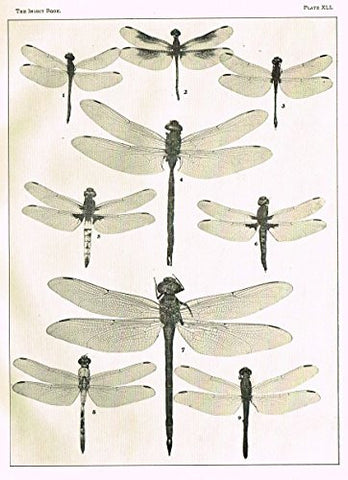 Howard's The Insect Book - DRAGON FLIES- PLATE XLI - Lithograph - 1902