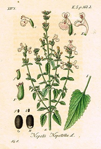 Strum's Flowers - "NEPETA NEPETELLA" - Miniature Hand-Colored Engraving - 1841