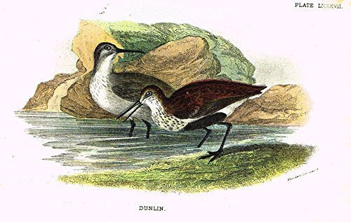 Lloyd's Natural History - "DUNLIN" - Pl. LXXXVII - Chromolithograph - 1896
