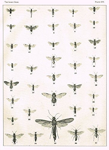 Howard's The Insect Book - SAW FLIES - PLATE XIV - Lithograph - 1902