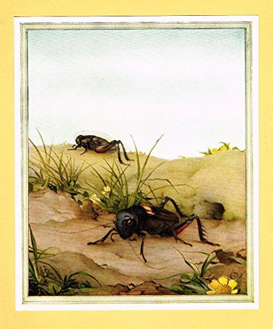Detmold's Fabre's Book of Insects - "The Field Cricket" - Lithograph - 1921