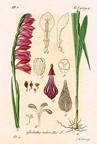 Strum's Flowers - "GLADIOLUS IMBRIDATUS" - Miniature Hand-Colored Engraving - 1841