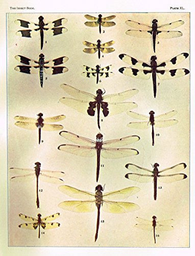 Howard's The Insect Book - DRAGON FLIES - Lithograph - 1902