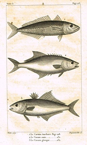 De Lacepede's L'Histoire Naturelle - LE CARANX - Copper Engraving - 1825