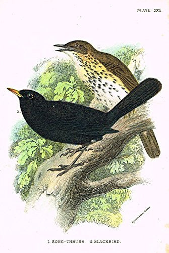 Lloyd's Natural History - "SONG THRUSH, BLACKBIRD" - Pl. XXII - Chromolithograph - 1896