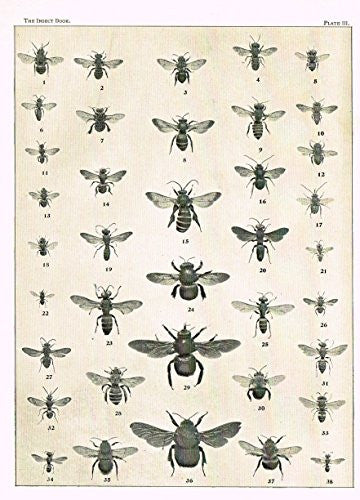 Howard's The Insect Book - "BEES - PLATE III" - Lithograph - 1902