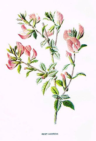 Hulme's Familiar Wild Flowers - "REST-HARROW" - Lithograph - 1902