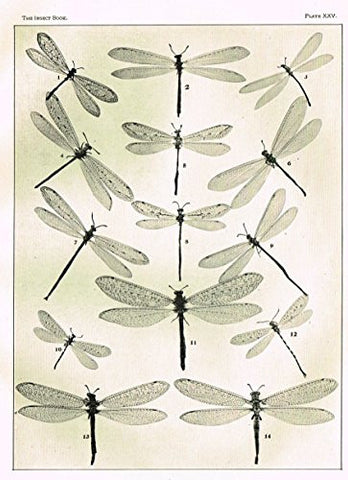 Howard's The Insect Book - NEUROPTEROID INSECTS - PLATE XXV - Lithograph - 1902