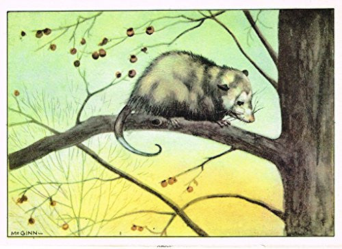 Seton's Northern Animals - OPOSSUM - Lithograph - 1909