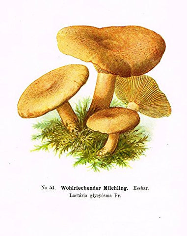 Schmalfub's Mushrooms - WOHIRIECHENDER MILCHLING - Coloured Lithograph - 1897