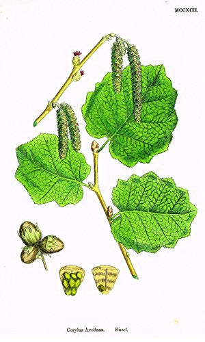 Sowerby's English Botany - "HAZEL" - Hand-Colored Litho - 1873