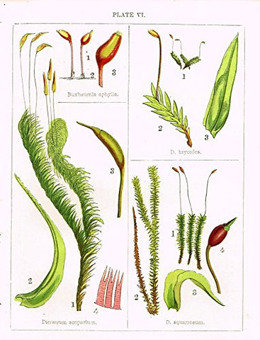 Stark's British Mosses - DICRANUM SCOPARIUM - Chromolithograph - 1860