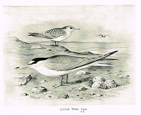 Frowhawk's British Birds - "LITTLE TERN" - Lithograph - 1896