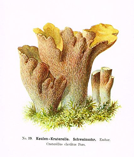 Schmalfub's Mushrooms - KEULEN KRATERELLE - Coloured Lithograph - 1897