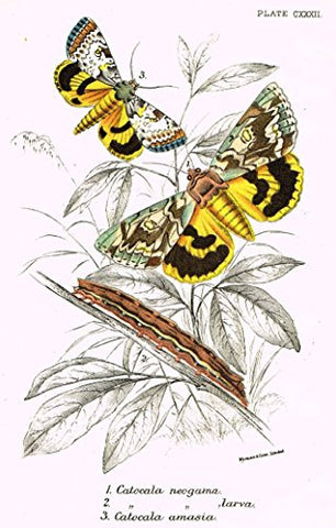 Kirby's Butterfies & Moths - "CATOCALA - Plate CXXXII" - Chromolithogrpah - 1896