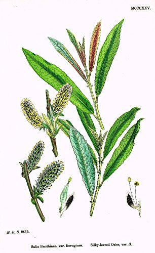 Sowerby's English Botany - "SILKY LEAVED OSIER B" - Hand-Colored Litho - 1873