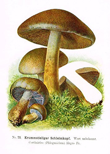 Schmalfub's Mushrooms - "KRUMMSTIELIGER SCHLEIMKOPF" - Coloured Lithograph - 1897