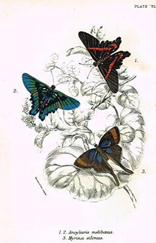 Kirby's Butterfies & Moths - "ANCYLURIS - Plate XL" - Chromolithogrpah - 1896