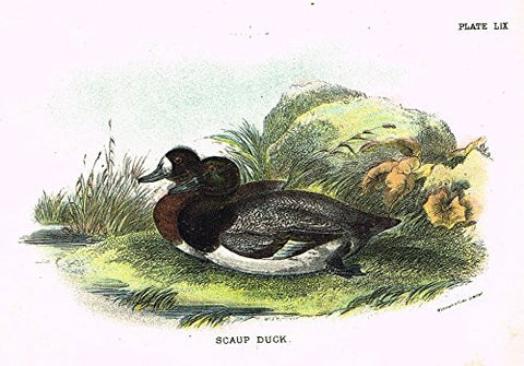 Lloyd's Natural History - "SCAUP DUCK" - Pl. LIX - Chromolithograph - 1896