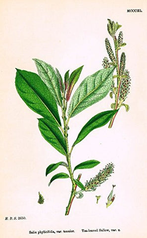 Sowerby's English Botany - "TEA LEAVED N" - Hand-Colored Litho - 1873