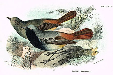 Lloyd's Natural History - "BLACK REDSTART" - Pl. XXIV - Chromolithograph - 1896