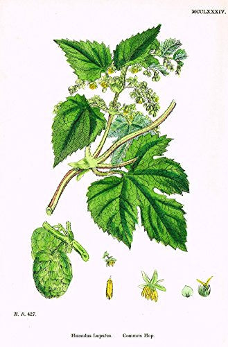 Sowerby's English Botany - "COMMON HOP" - Hand-Colored Litho - 1873