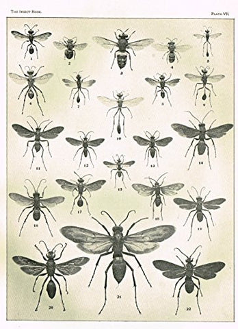 Howard's The Insect Book - "WASPS - PLATE VII" - Lithograph - 1902
