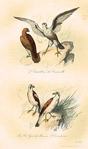 Buffon's Book of Birds - "LA PIE GUICHE ROUSSE" - Hand-Colored Engraving - 1841