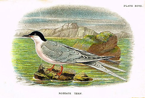 Lloyd's Natural History - "ROSEATE TERN" - Pl. XCVII - Chromolithograph - 1896